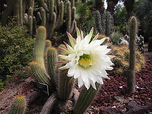 Echinopsis Fower